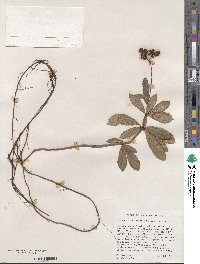 Chimaphila umbellata image