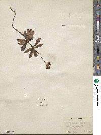 Chimaphila umbellata image