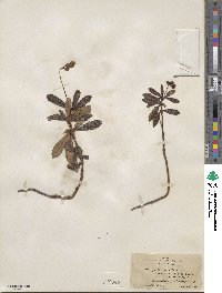 Chimaphila umbellata image