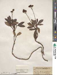 Chimaphila umbellata image