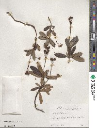 Chimaphila umbellata image