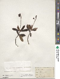 Chimaphila umbellata image