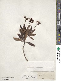 Chimaphila umbellata image