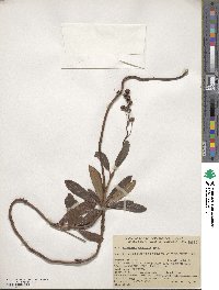 Chimaphila umbellata image