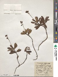 Chimaphila umbellata image