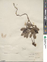 Chimaphila umbellata image