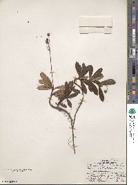 Chimaphila umbellata subsp. cisatlantica image