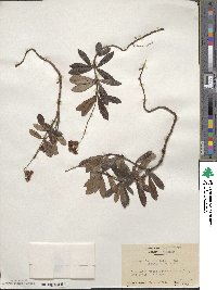 Chimaphila umbellata image