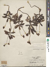 Chimaphila umbellata image