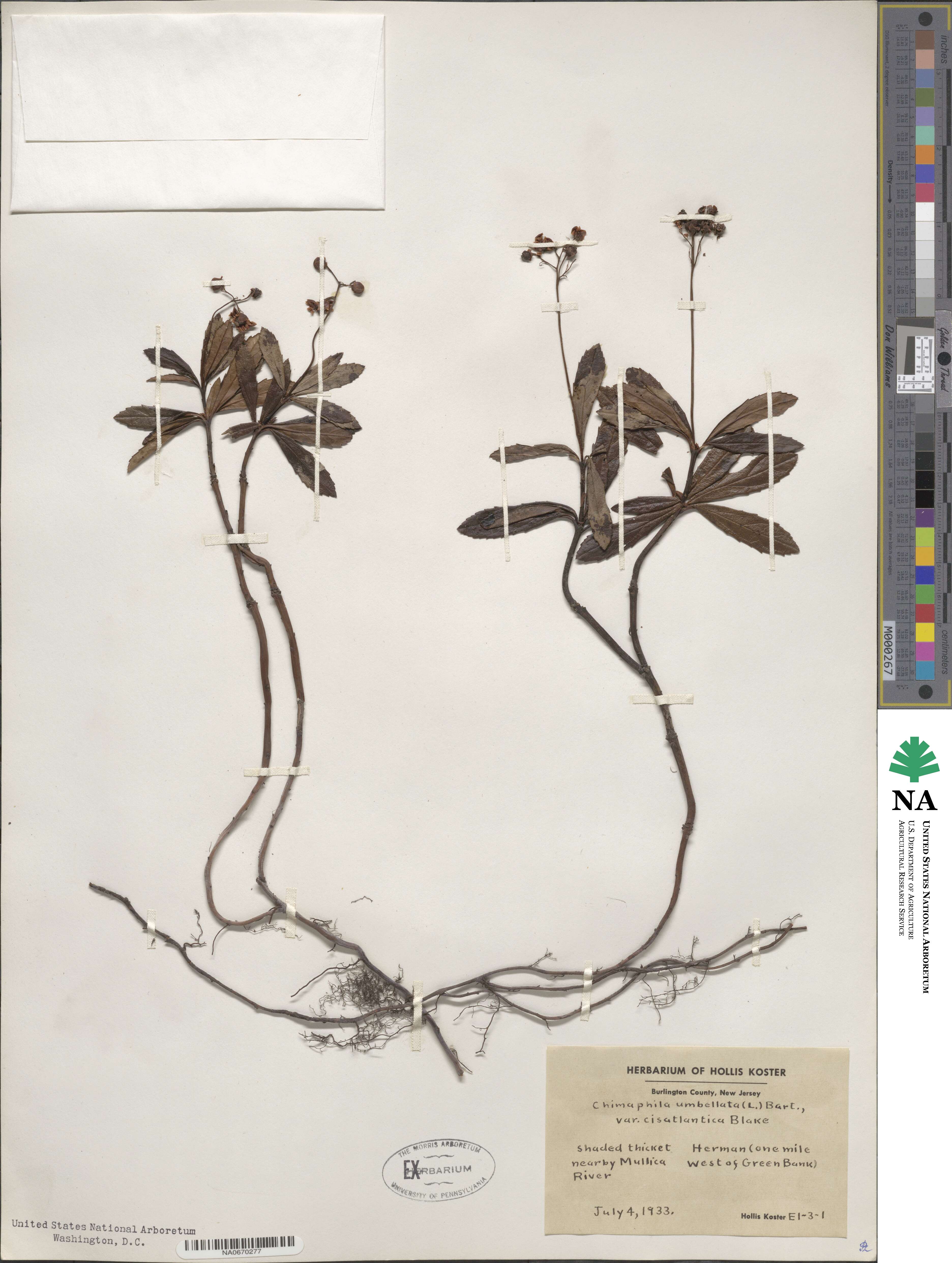 Chimaphila umbellata subsp. cisatlantica image