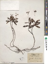 Chimaphila umbellata subsp. cisatlantica image