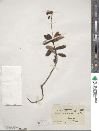 Chimaphila umbellata subsp. cisatlantica image