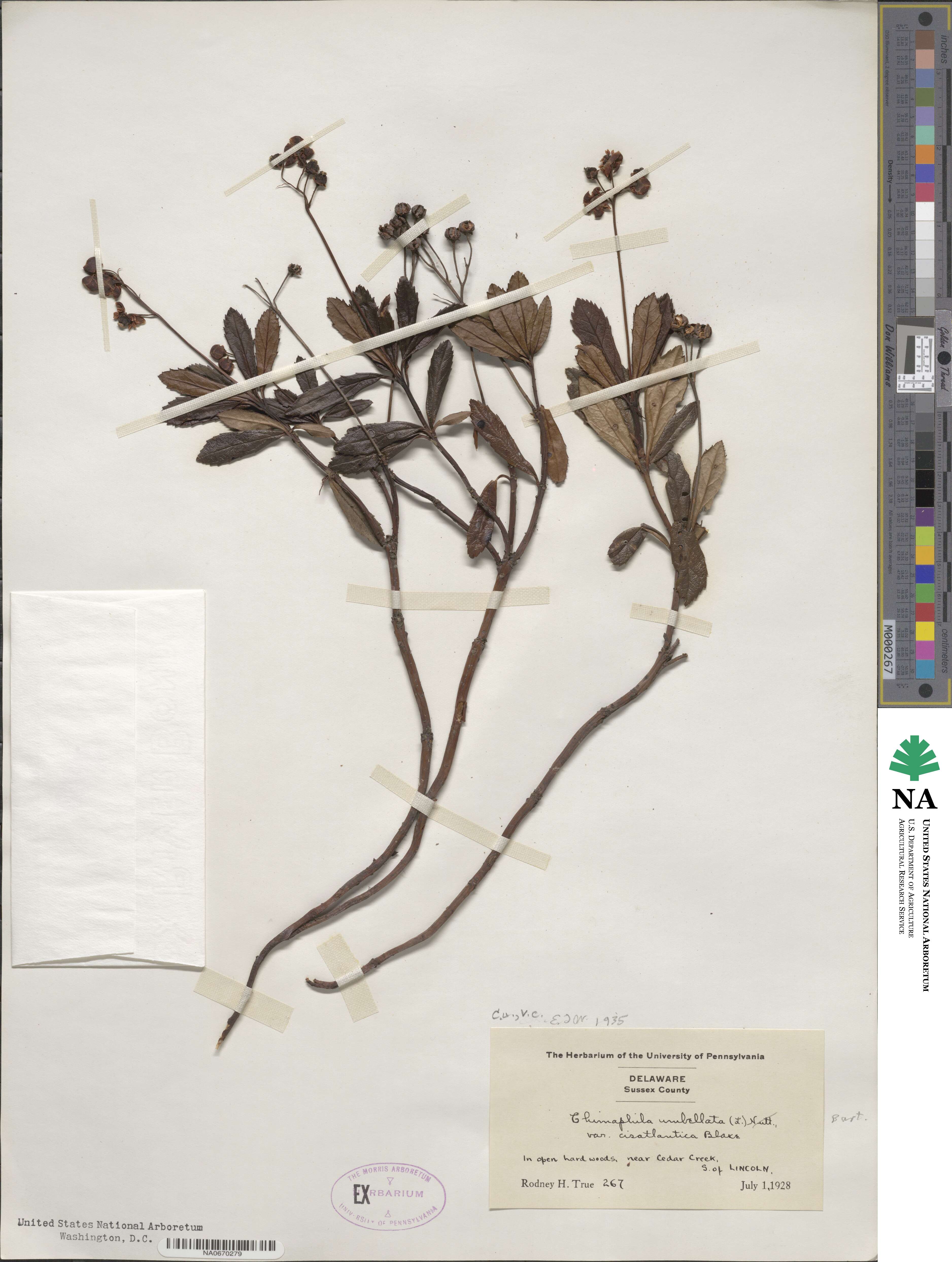Chimaphila umbellata subsp. cisatlantica image
