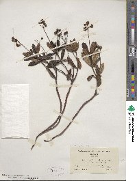 Chimaphila umbellata image