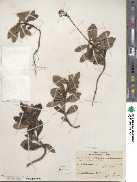 Chimaphila umbellata image