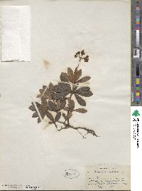 Chimaphila umbellata image