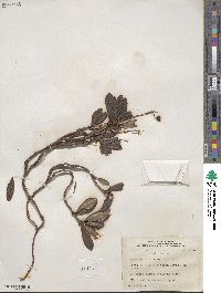 Chimaphila umbellata image