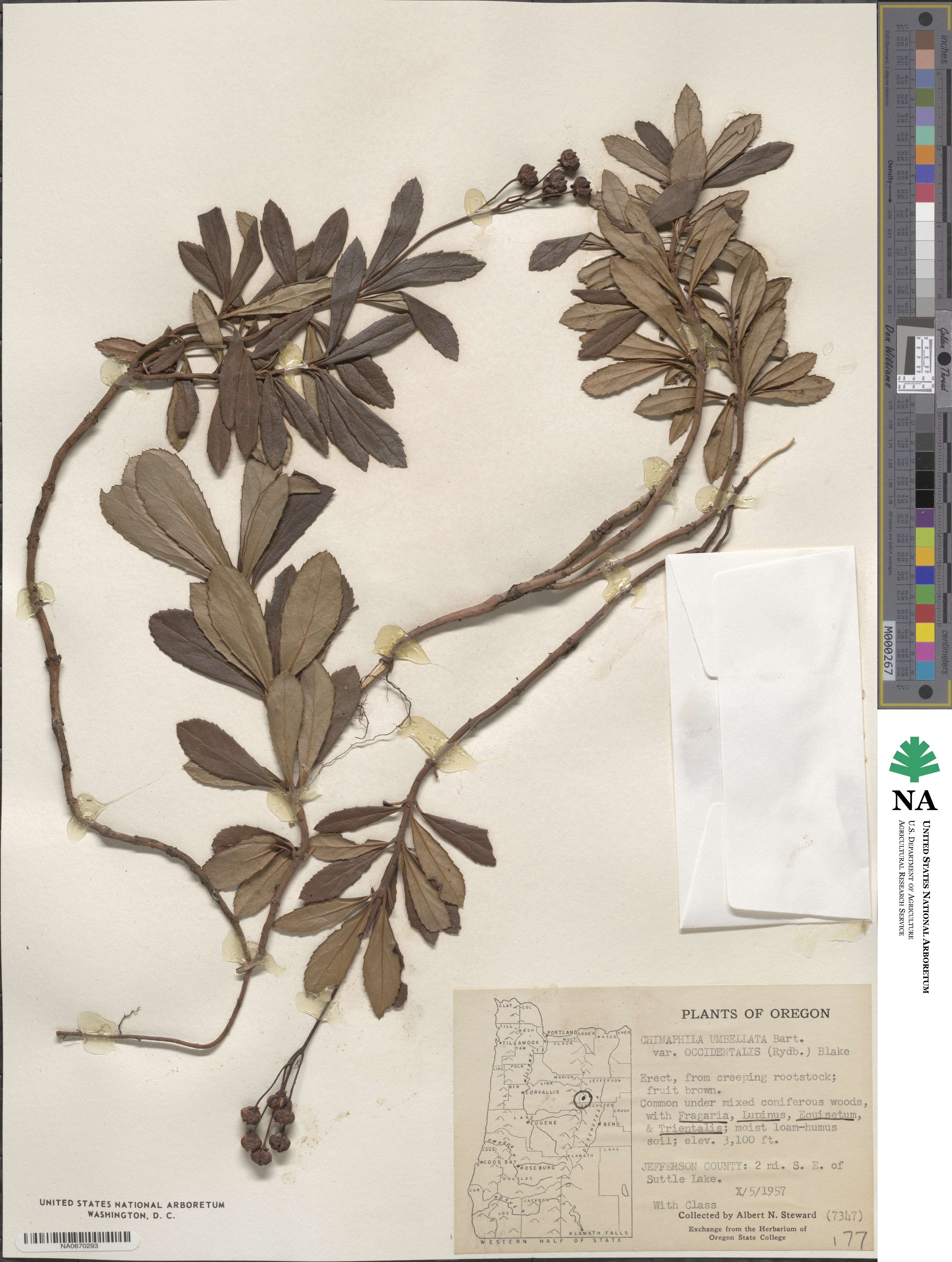 Chimaphila umbellata image