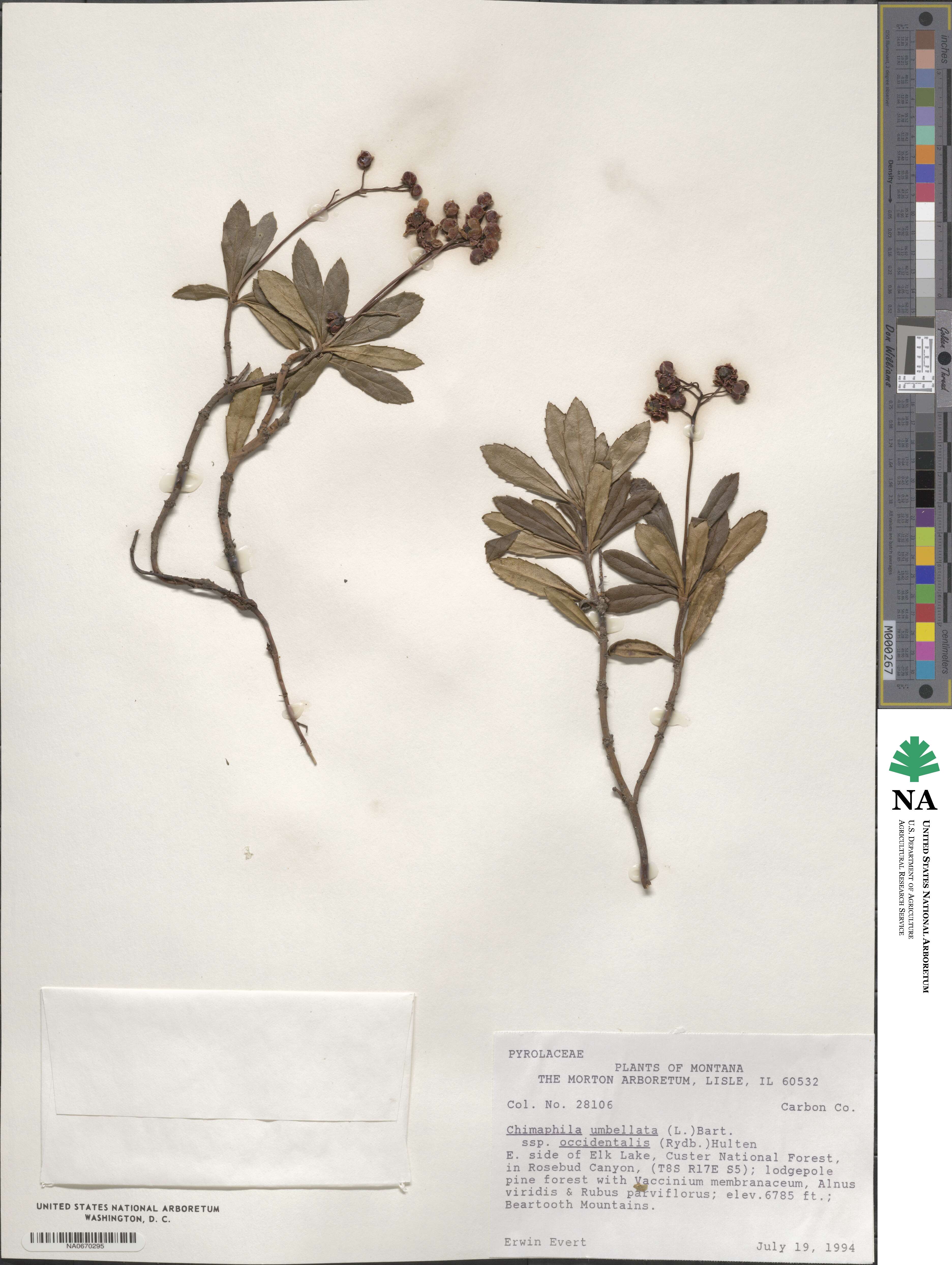 Chimaphila umbellata subsp. occidentalis image