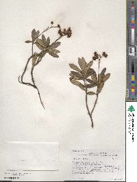 Chimaphila umbellata image