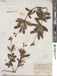 Chimaphila umbellata subsp. occidentalis image