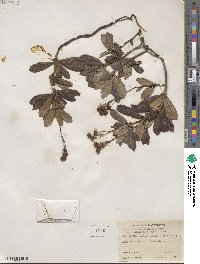 Chimaphila umbellata image