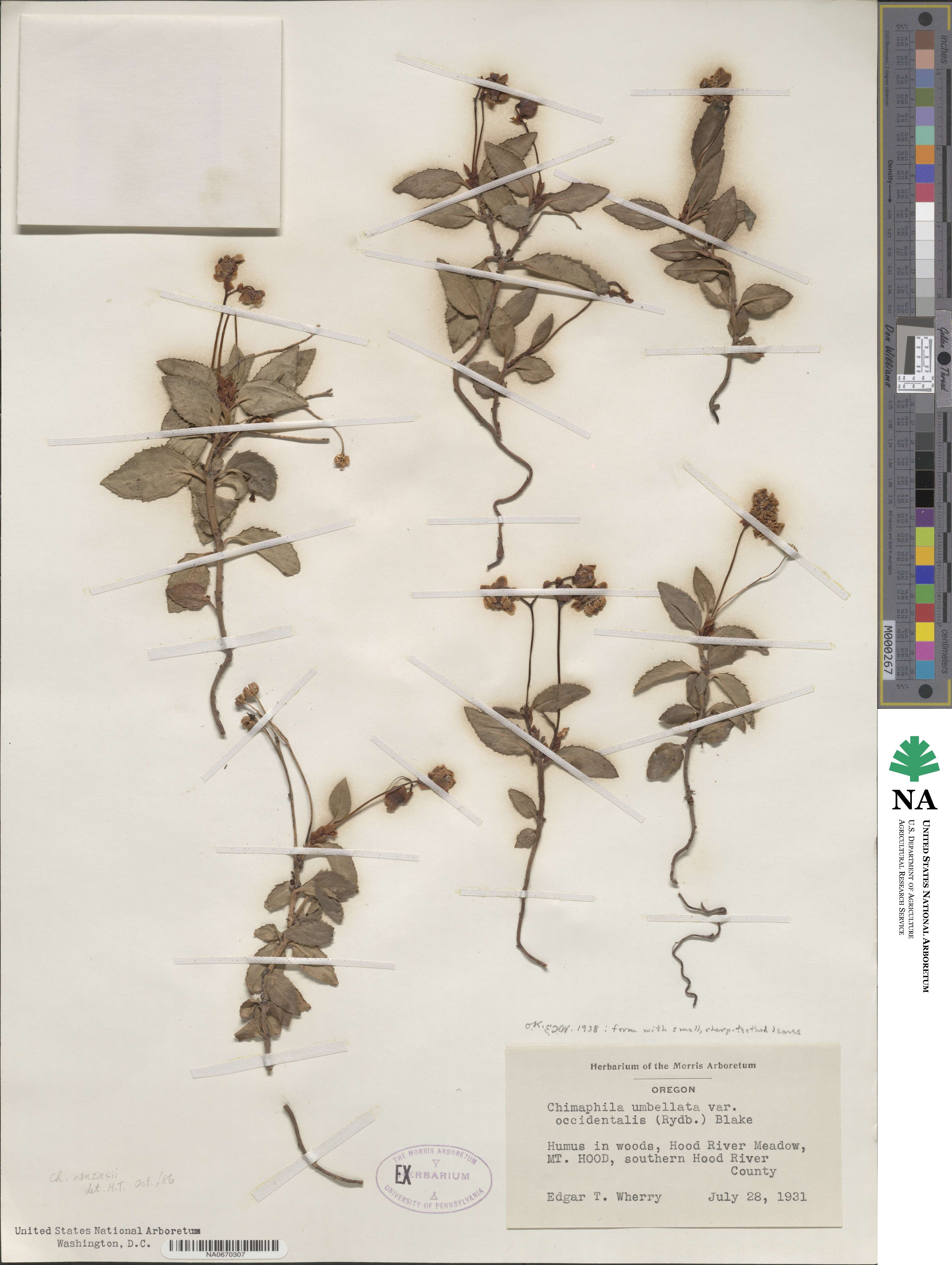 Chimaphila umbellata subsp. occidentalis image