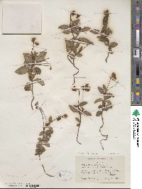 Chimaphila umbellata image