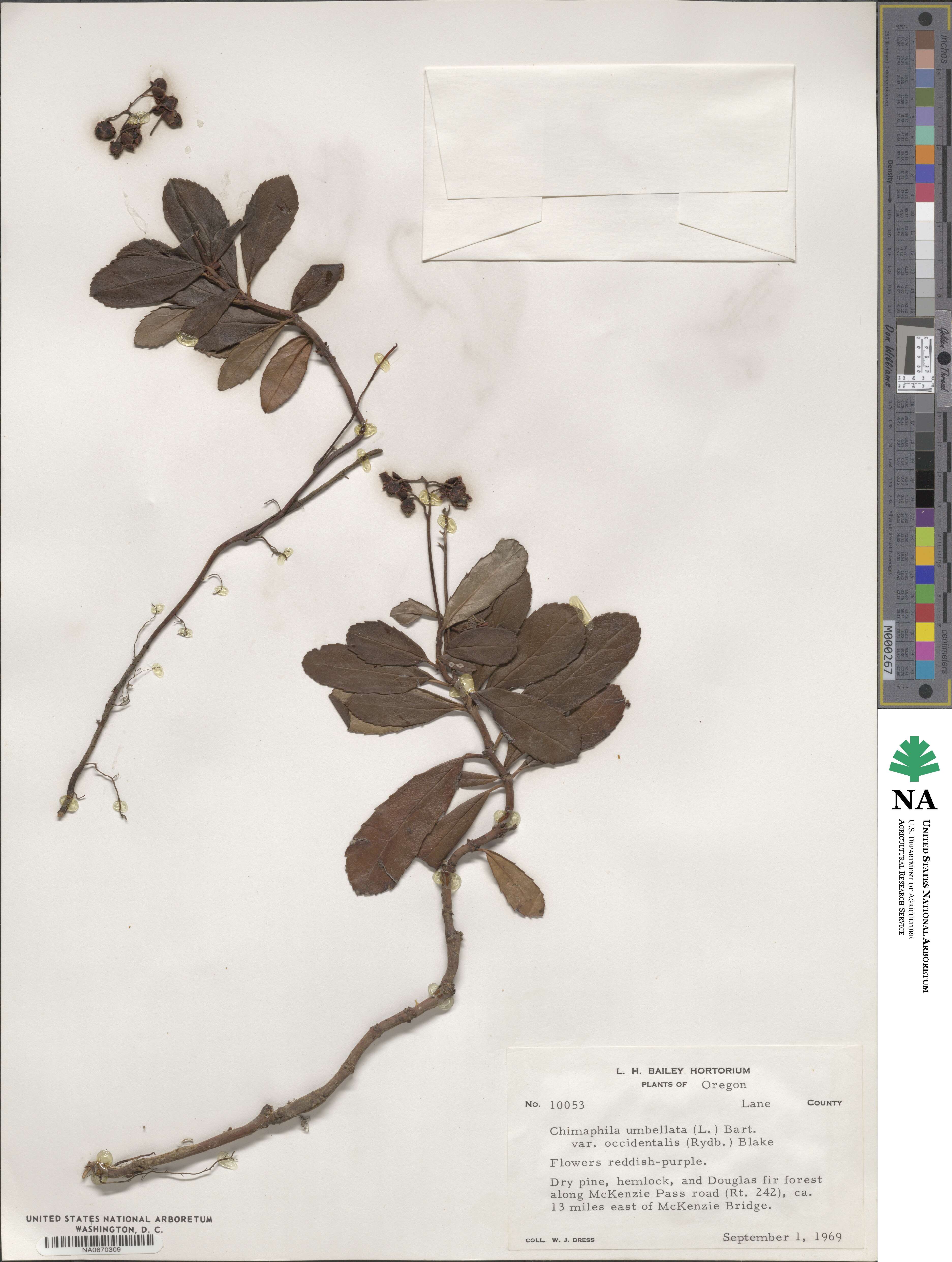 Chimaphila umbellata subsp. occidentalis image