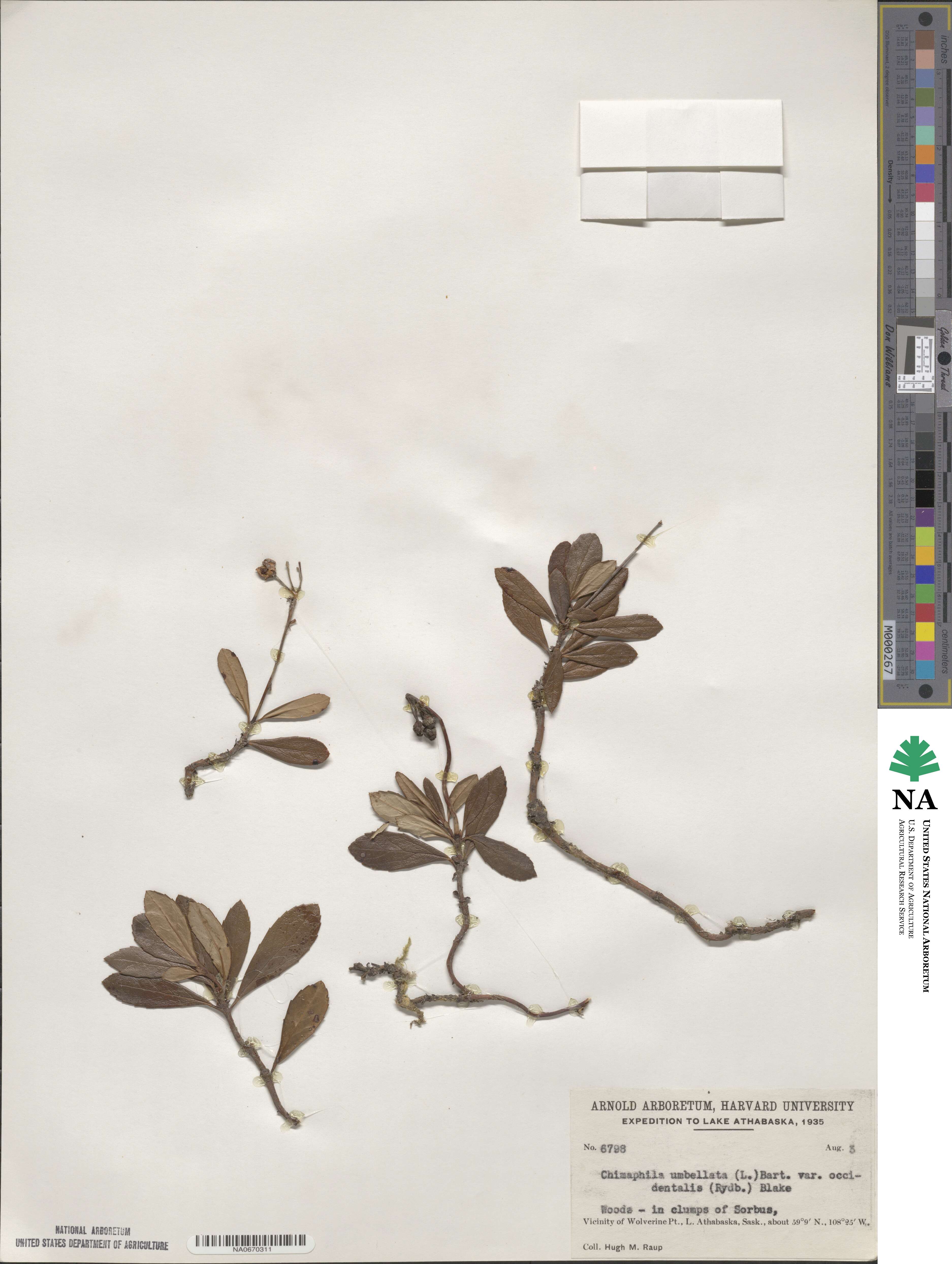 Chimaphila umbellata subsp. occidentalis image
