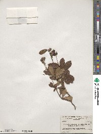 Chimaphila umbellata image