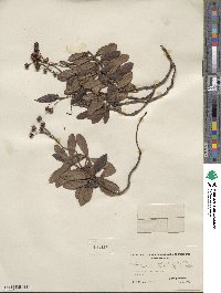 Chimaphila umbellata image