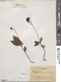 Chimaphila maculata image