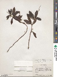 Chimaphila umbellata image