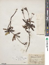 Chimaphila umbellata image