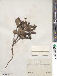 Chimaphila umbellata image