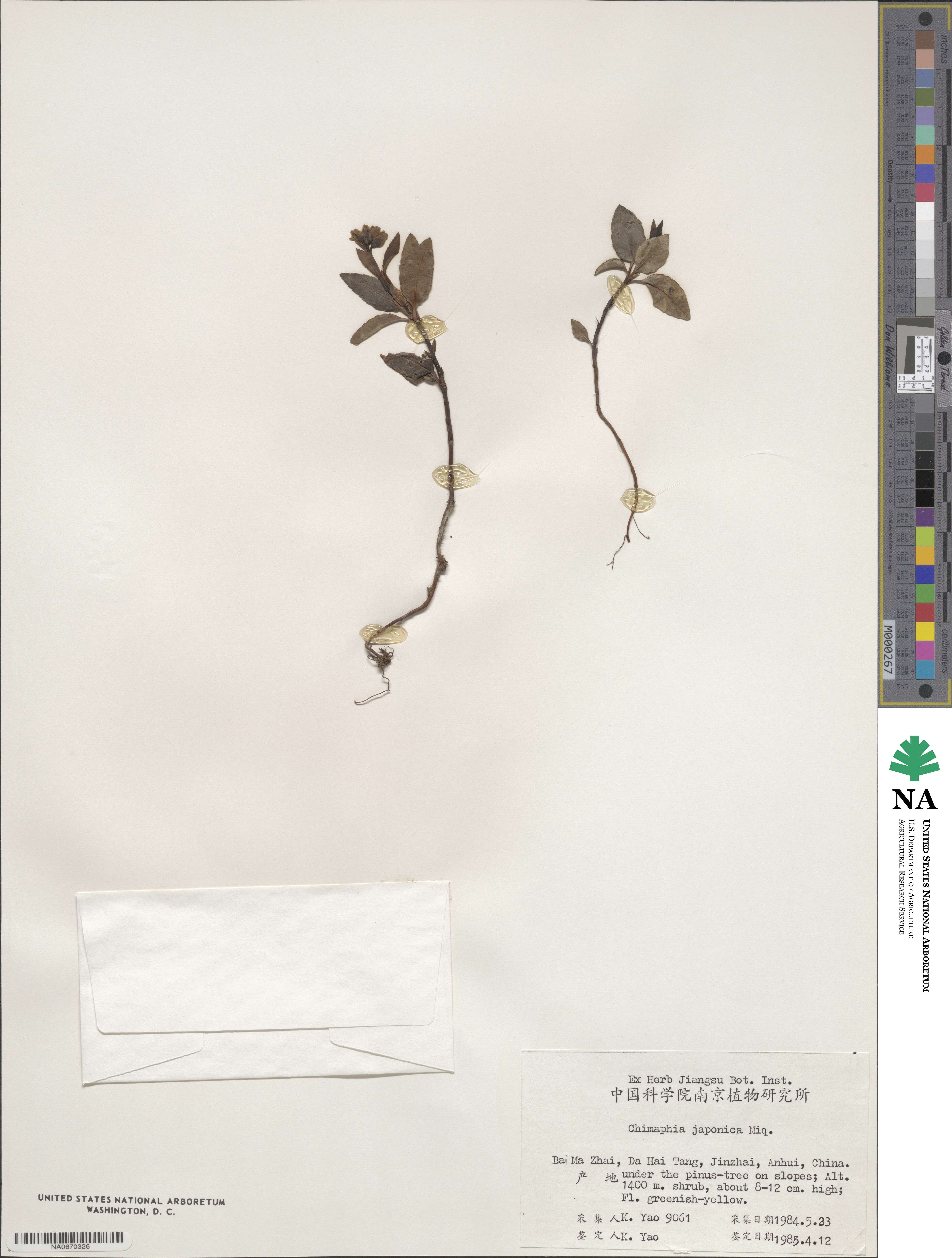 Chimaphila japonica image