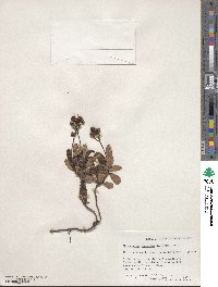 Chimaphila umbellata image