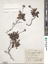 Chimaphila umbellata image