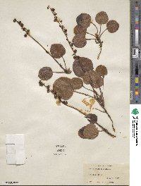 Pyrola asarifolia image