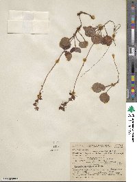 Pyrola asarifolia image