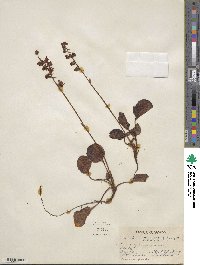 Pyrola asarifolia image