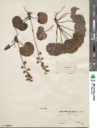 Pyrola asarifolia image