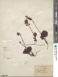 Pyrola asarifolia image