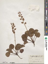 Pyrola asarifolia image