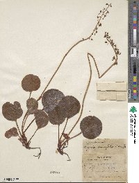 Pyrola asarifolia image