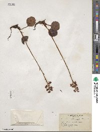 Pyrola asarifolia image