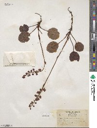 Pyrola asarifolia image