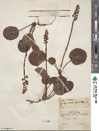 Pyrola asarifolia image