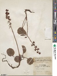 Pyrola asarifolia image